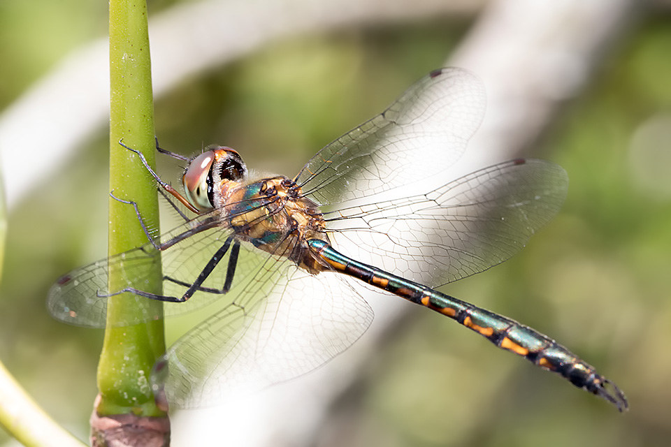 Fat-bellied Emerald (Hemicordulia continentalis)